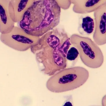 Heterophil from Phoenicopterus ruber