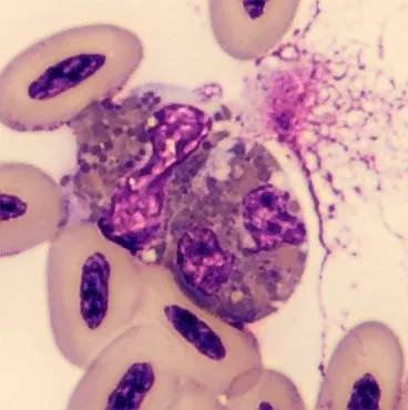 Heterophil from Phoenicopterus ruber