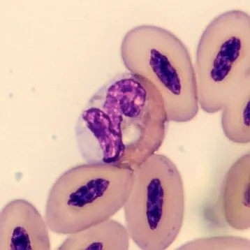 Heterophil from Phoenicopterus ruber