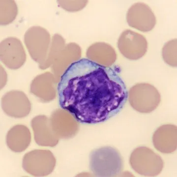 Lymphocyte from Mus musculus