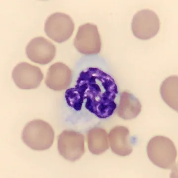 Neutrophil from Mus musculus