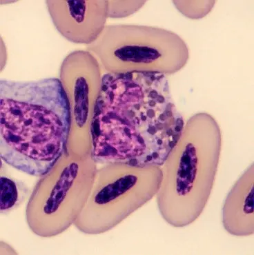 Heterophil from Phoenicopterus ruber