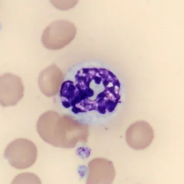 Neutrophil from Mus musculus