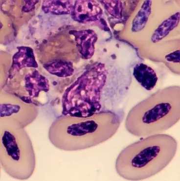 Monocyte from Phoenicopterus ruber
