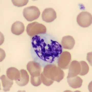 Neutrophil from Mus musculus