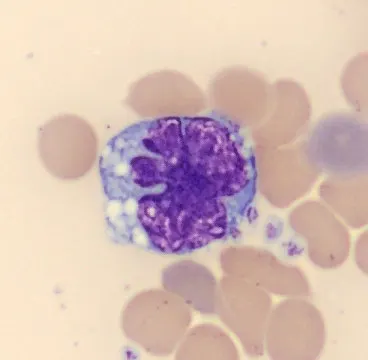 Monocyte from Mus musculus