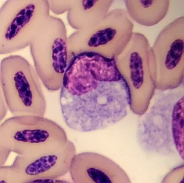 Monocyte from Phoenicopterus ruber