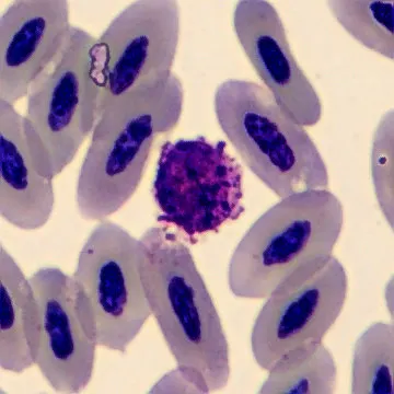 Basophil from Falco peregrinus
