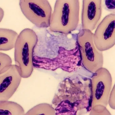 Monocyte from Phoenicopterus ruber