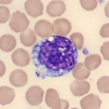 Monocyte from Mus musculus