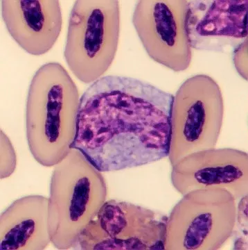 Monocyte from Phoenicopterus ruber