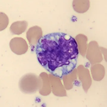 Monocyte from Mus musculus