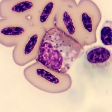 Heterophil from Phoenicopterus ruber