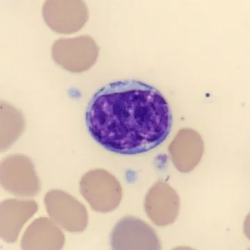 Lymphocyte from Mus musculus
