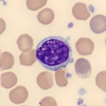 Lymphocyte from Mus musculus