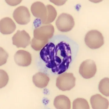Neutrophil from Mus musculus