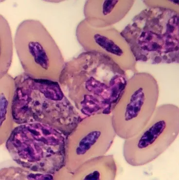 Heterophil from Phoenicopterus ruber
