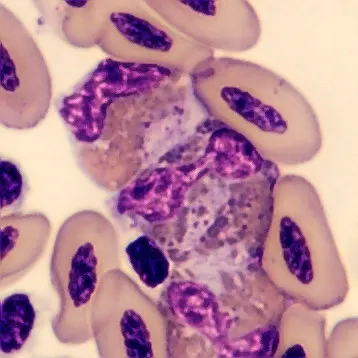 Heterophil from Phoenicopterus ruber