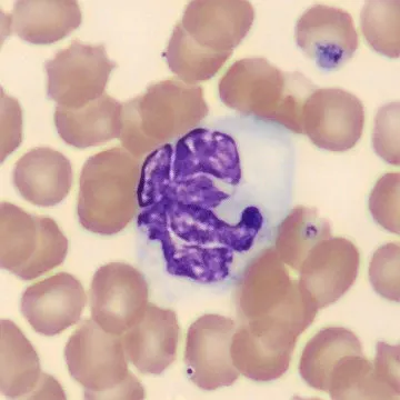 Neutrophil from Mus musculus