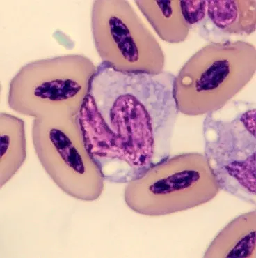 This is a normal cell, this is very cool