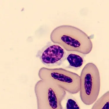 Lymphocyte from Phoenicopterus ruber