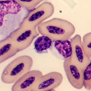 Lymphocyte from Phoenicopterus ruber