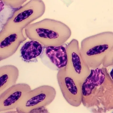 Lymphocyte from Phoenicopterus ruber