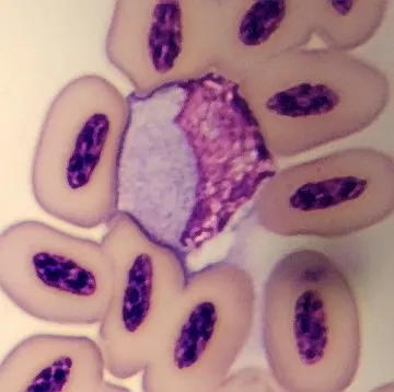 Monocyte from Phoenicopterus ruber