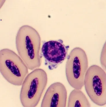 Lymphocyte from Phoenicopterus ruber